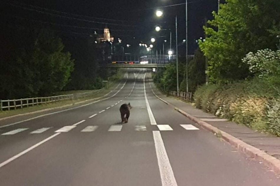 Ilustračný obrázok k článku KURIOZITA z Banskobystrického kraja: Medveď sa vybral do ulíc nočného mesta, FOTO