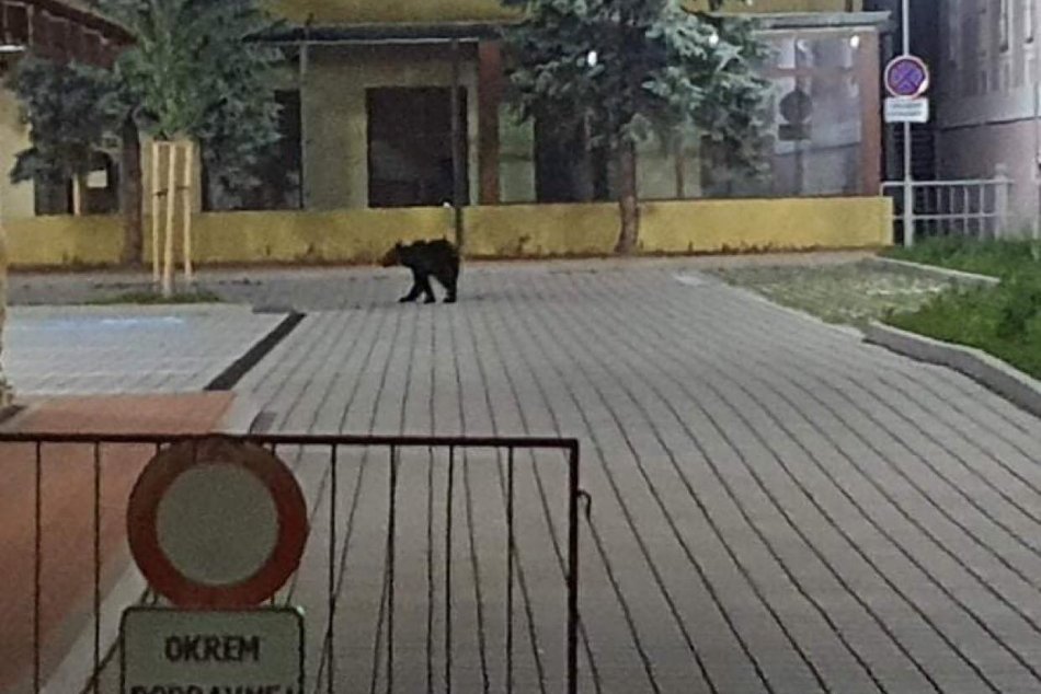 FOTO: Medveď sa v noci prechádzal priamo po meste